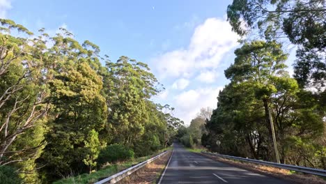 a peaceful drive through lush, green forest