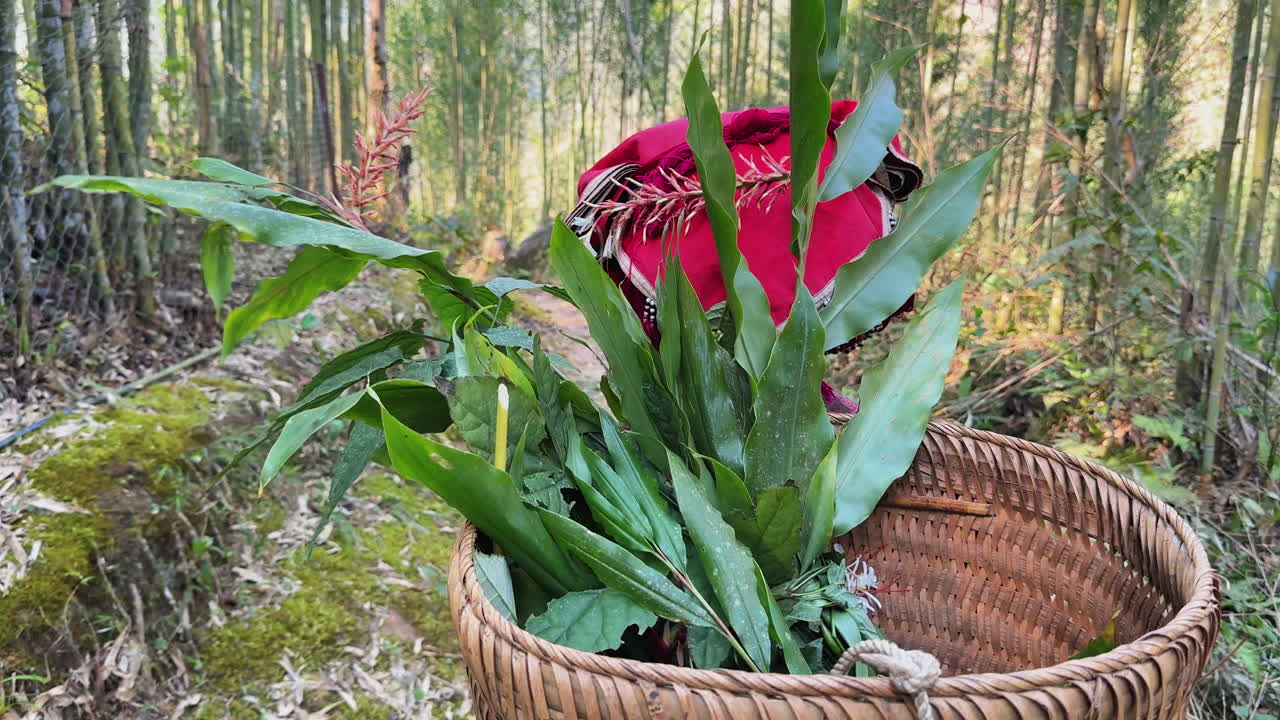Basket with fresh herbal plants and red headscarf, forest path in Tả Phìn, Sa Pa