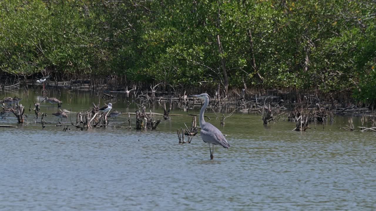 la cámara se desliza hacia la derecha mientras se aleja revelando a este individuo mirando hacia la izquierda mientras está de pie en el agua, la garza gris ardea cinerea, tailandia