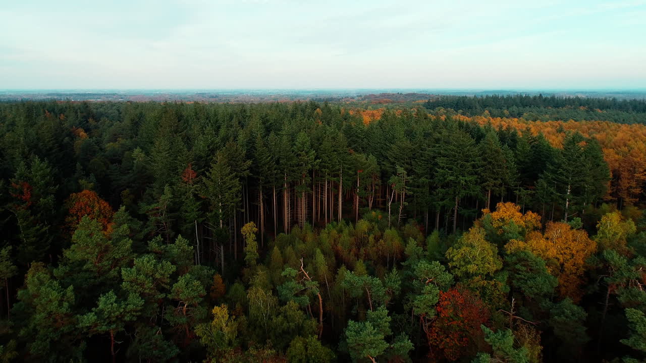Panoramic View Of Colorful Forest During Autumn Season In Holland, Netherlands