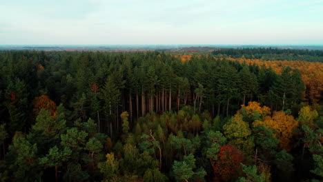 panoramic view of colorful forest during autumn season in holland, netherlands