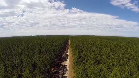 Bosque-De-Pinos-A-Lo-Largo-De-La-Costa-Este