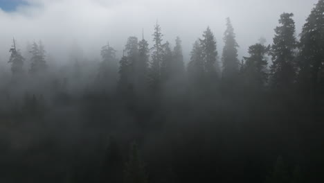 thick dense fog hangs around evergreen forest treetop canopy with tree silhouettes