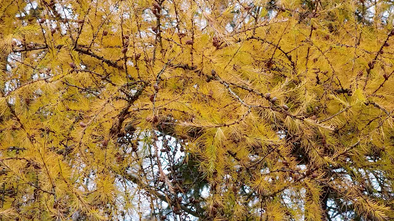 노란 나무의 낮은 각도 샷