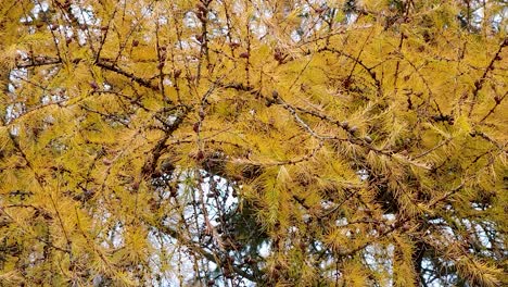 low angle shot of yellow tree