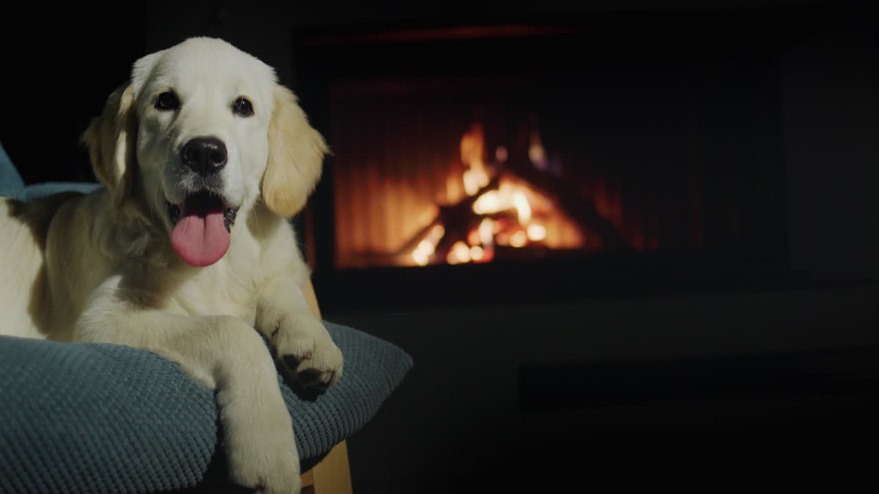 el perro yace en una silla cerca de una chimenea en llamas