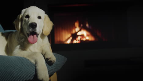 the dog lies in a chair near a burning fireplace