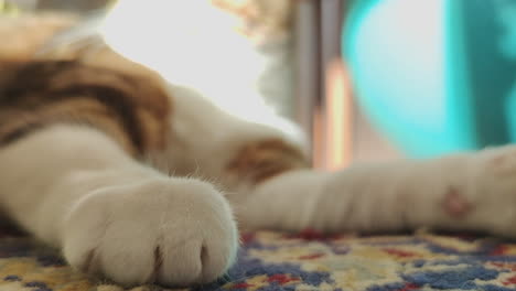 Paw-Of-A-Domestic-Cat-Lying-On-The-Carpet-At-Home---Selective-Focus