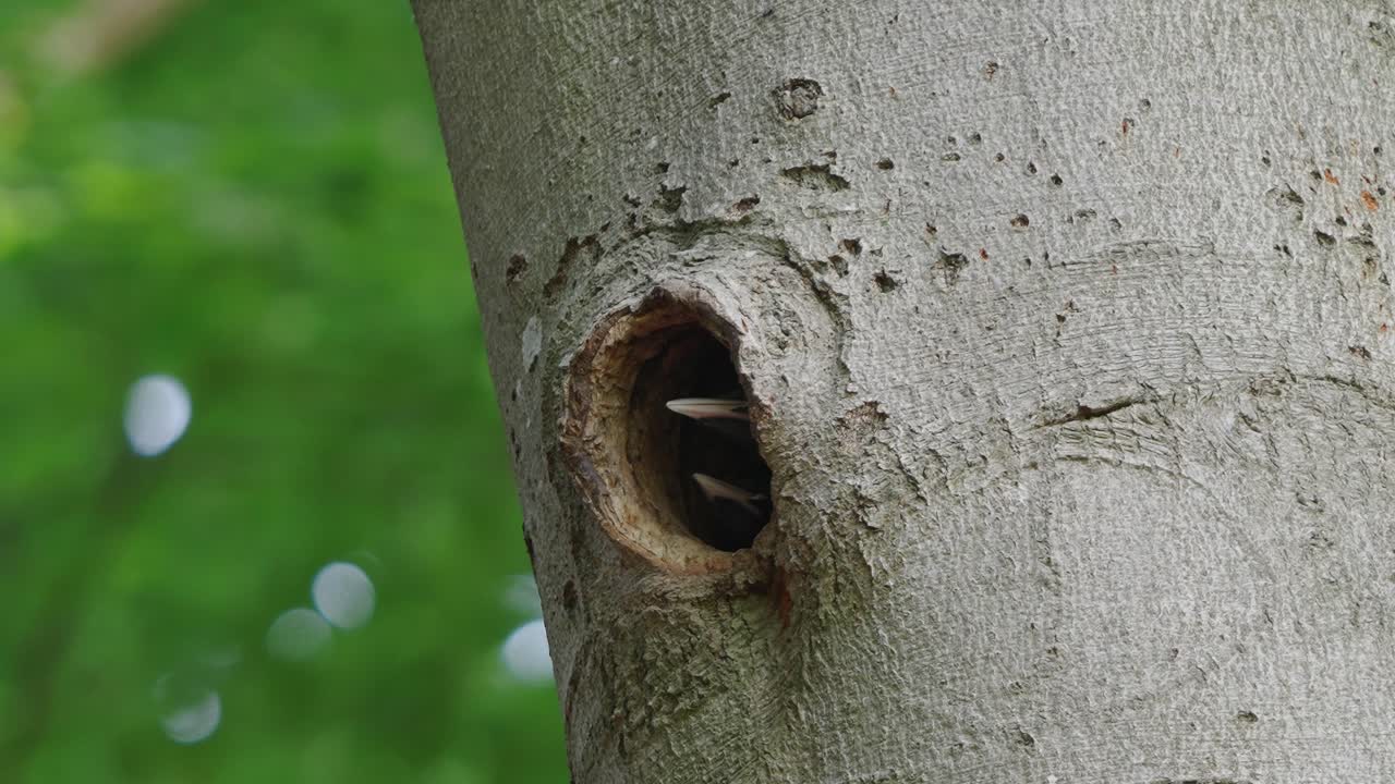 Close up view of two baby spotted woodpecker with white beaks eagerly waiting for their mother to bring food through nest hole in the tree