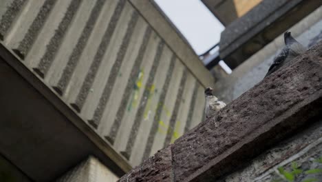 pigeon lands next to another pigeon sitting on a concrete wall