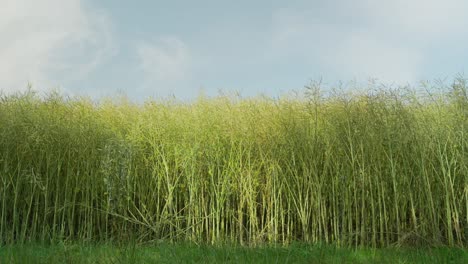 Grain-field-with-brown-grain-stalks-for-harvesting