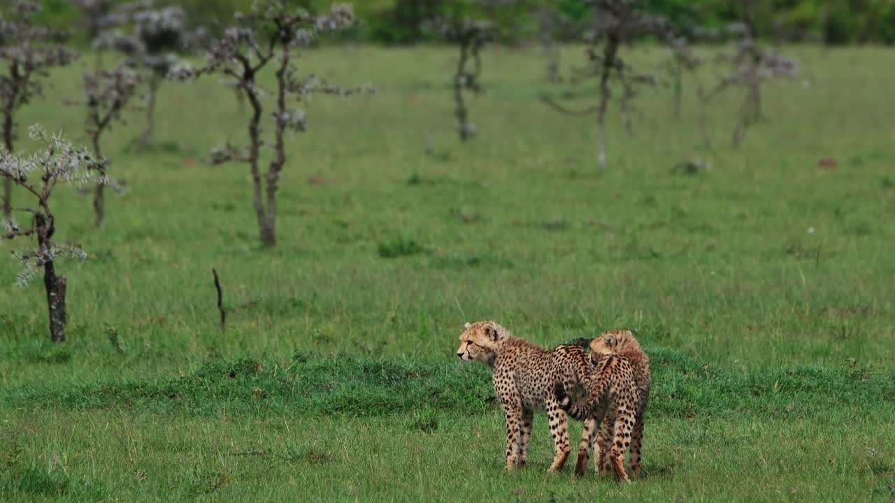 jóvenes leopardos juguetones persiguiéndose unos a otros en maasai mara, kenia, áfrica