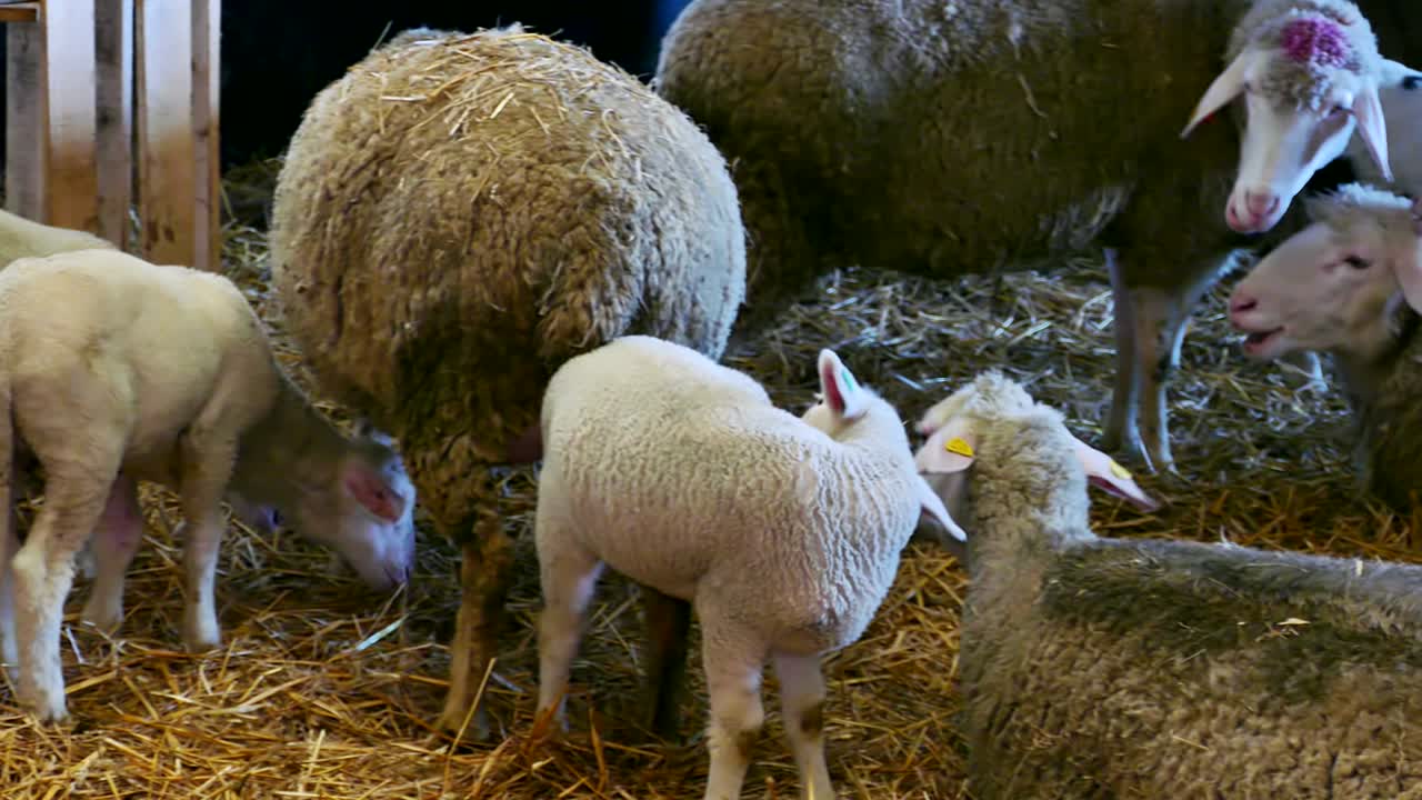 ovejas y corderos en animales de granja