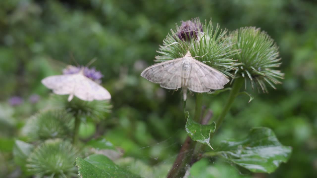 dos mariposas madre de perlas mariposa en cardo púrpura con poca profundidad de campo