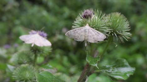 two mother of pearl moths butterfly on purple thistle with shallow depth of field