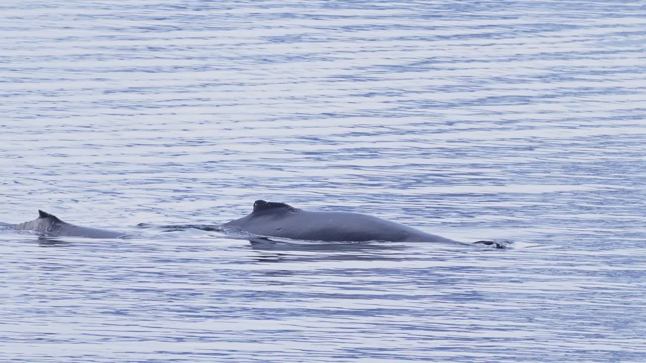 남극에서 고래의 리 플루크 (humpback whale tail fluke in antarctica) 는 다이빙과 수영을 하기 전에 수면에 올라와 공기를 고 숨을 쉬는 고래입니다.