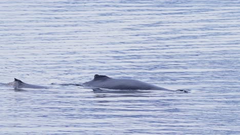 Humpback-Whale-Tail-Fluke-in-Antarctica,-Whales-Surfacing,-Blowing-and-Breathing-air-through-Blowhole-before-Diving-and-Swimming,-Antarctic-Peninsula-Marine-Wildlife-in-Southern-Ocean-Sea-Water