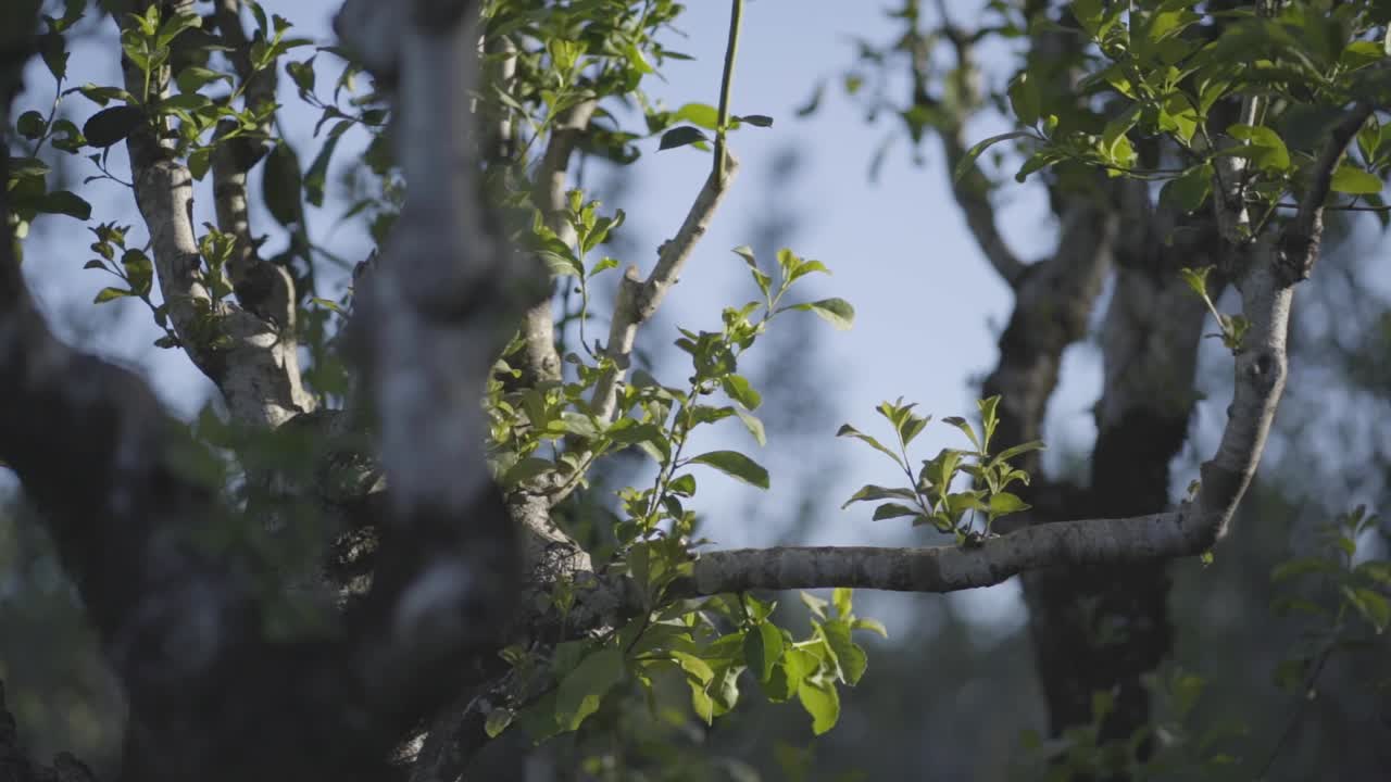 Verdant Close-Up: Green Leaves on a Tree Branch