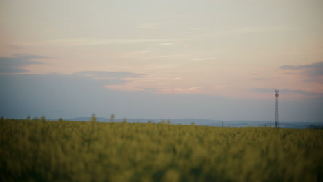 Rural Rapeseed Field with Clouds