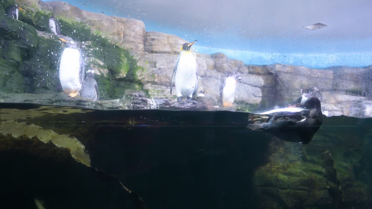 Gentoo penguins (Pygoscelis papua) inhabit the Antarctic exhibit at Oceanografic, located in Valencia's City of Arts and Sciences, the largest oceanographic park in Europe in Spain.