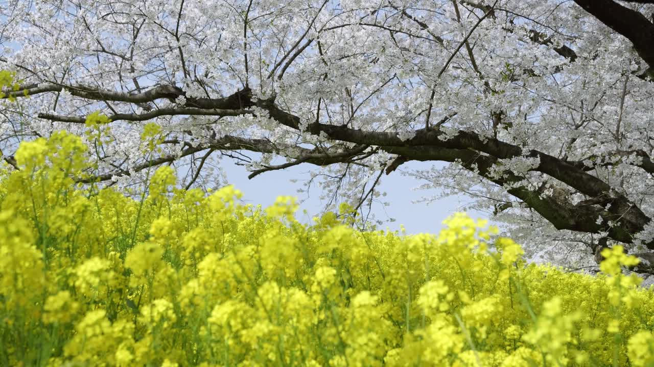 Slow slider over yellow rapeseed flowers and cherry blossoms