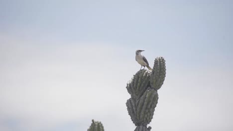 isolated view of a perching bird in tatacoa desert cactus in colombia