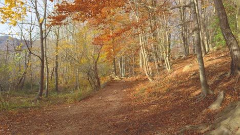 Hermoso-Bosque-De-Cuento-Colorido-Otoño-En-El-Bosque-De-Montaña-Colores-Ocres-Rojos-Naranjas-Y-Amarillos-Hojas-Secas-Bellas-Imágenes-Naturaleza-Sin-Gente