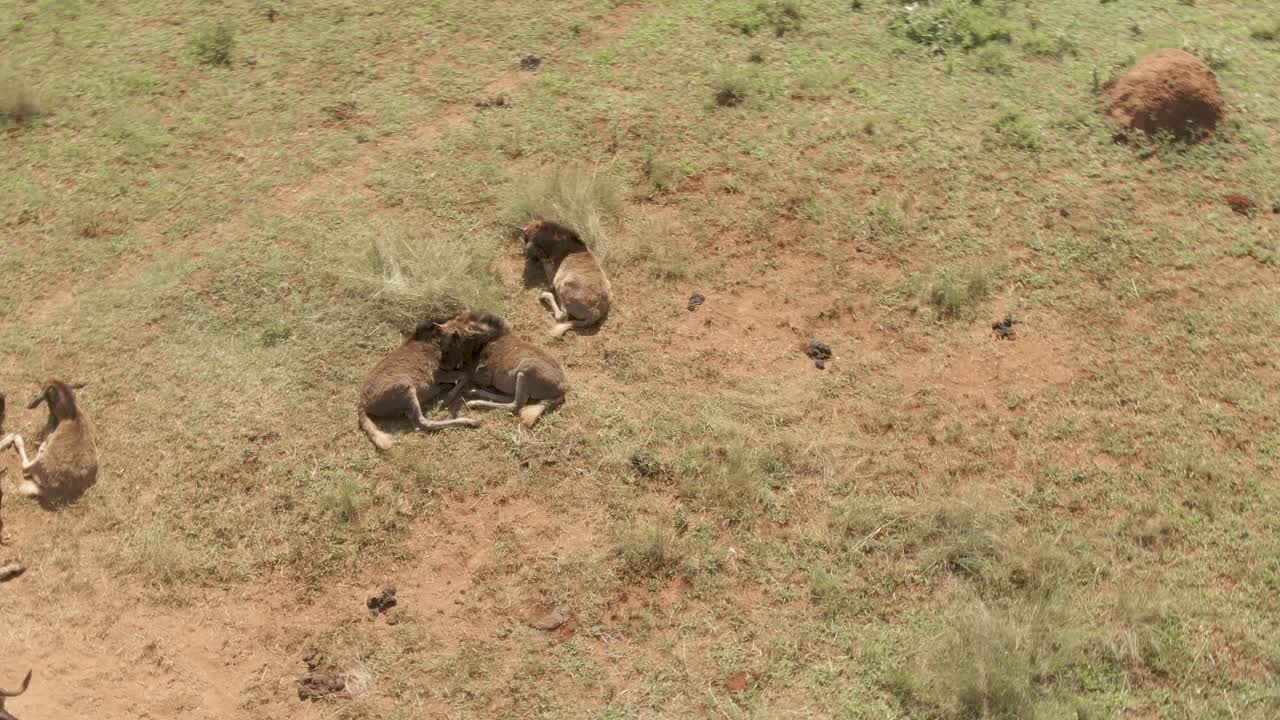 야생에서 누우 무리 내에서 서로 밀치는 새끼 누우의 드론 영상