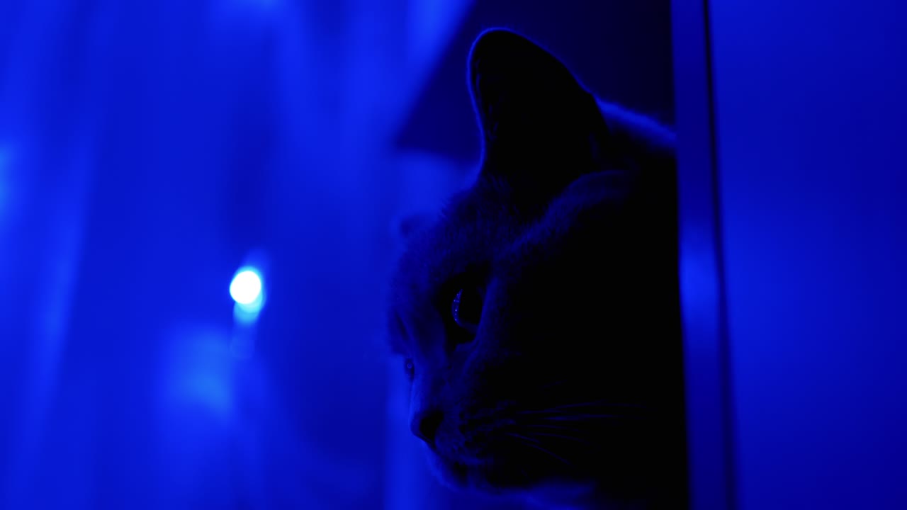 Testa di gatto britannico su sfondo di ghirlande natalizie scintillanti. Primo piano. 4K