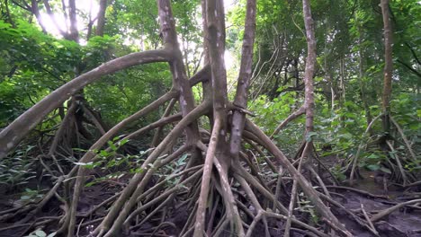 raíz de árbol de manglar