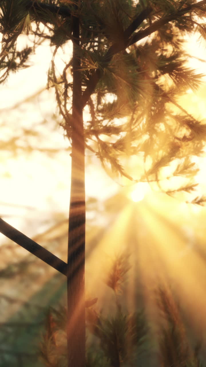 восход солнца через сосны