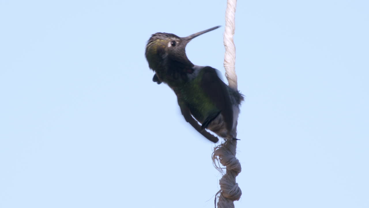 colibrí colgando de un cordel toma vuelo