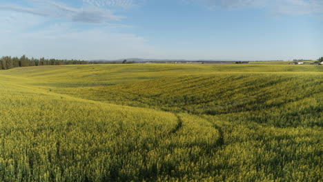 quick aerial footage moving across a canola field that is blooming with yellow flowers in the light of a sunrise in spokane, wa