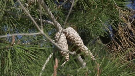 pine cones on a pine tree in spain