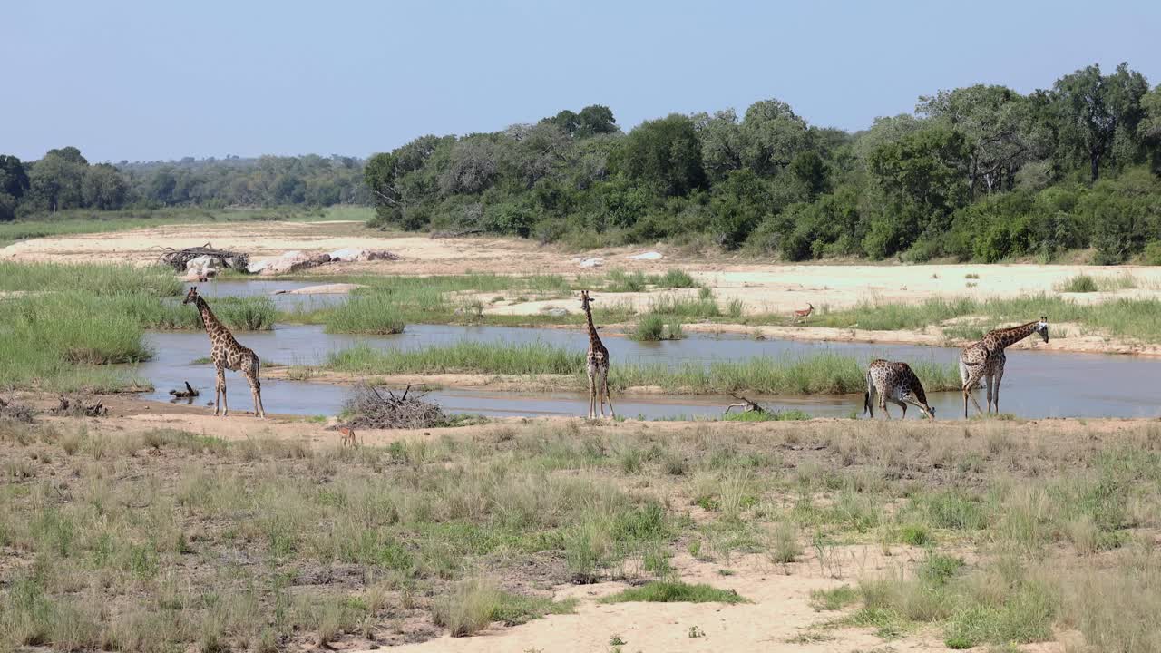 Establishing shot of four giraffes standing on riverbank, one drinking