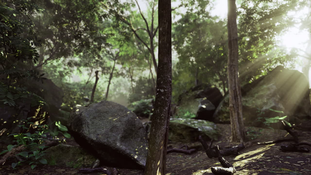 Sunlight filters through trees in a lush forest filled with rocks