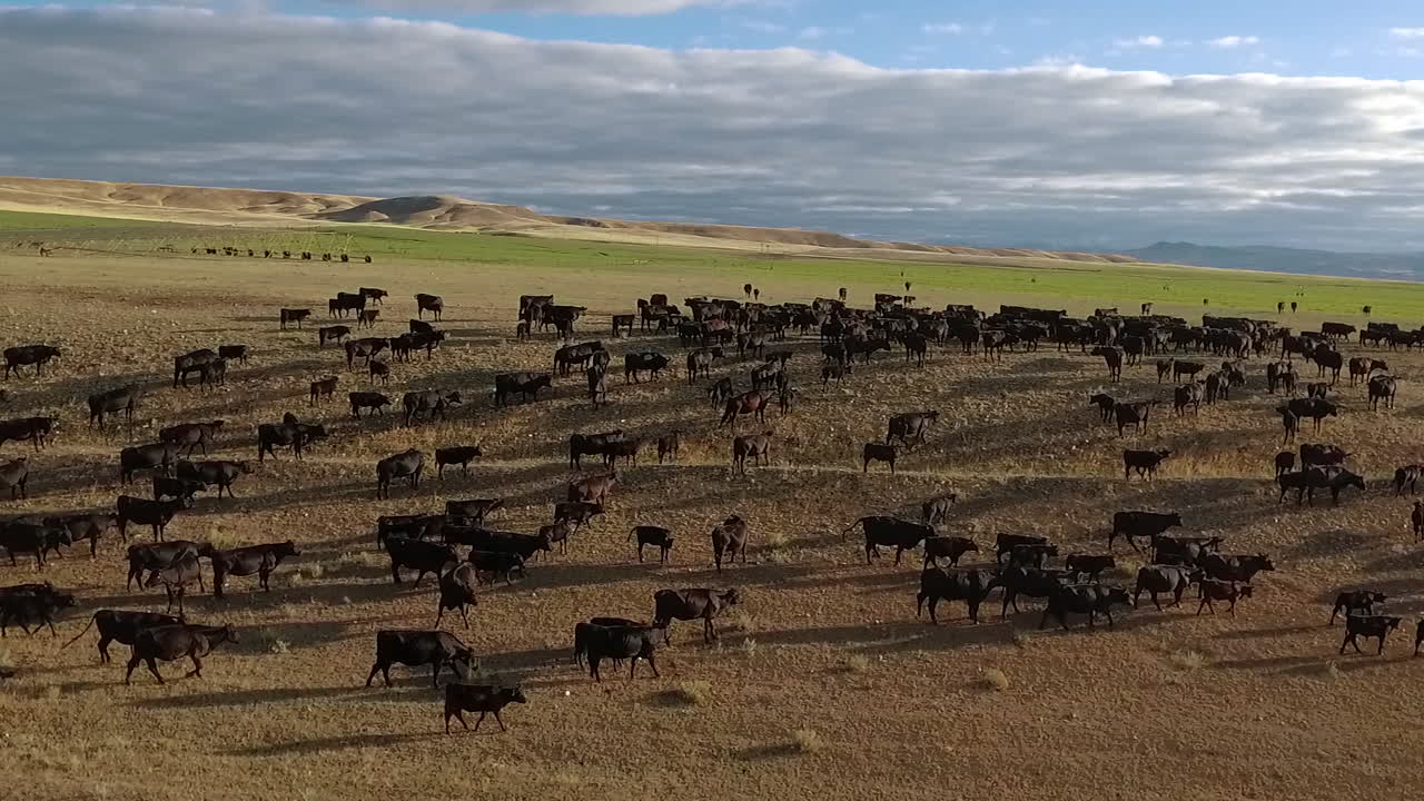 Incredibile veduta aerea di una mandria di bovini in movimento nelle pianure del Montana 13