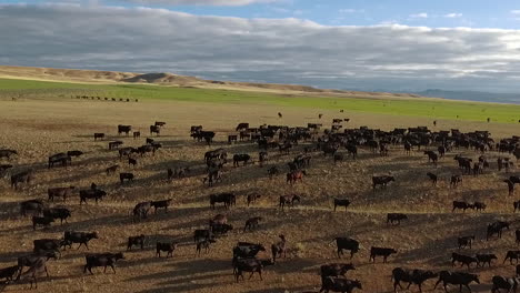 increíble antena sobre un arreo de ganado occidental en las llanuras de montana 13