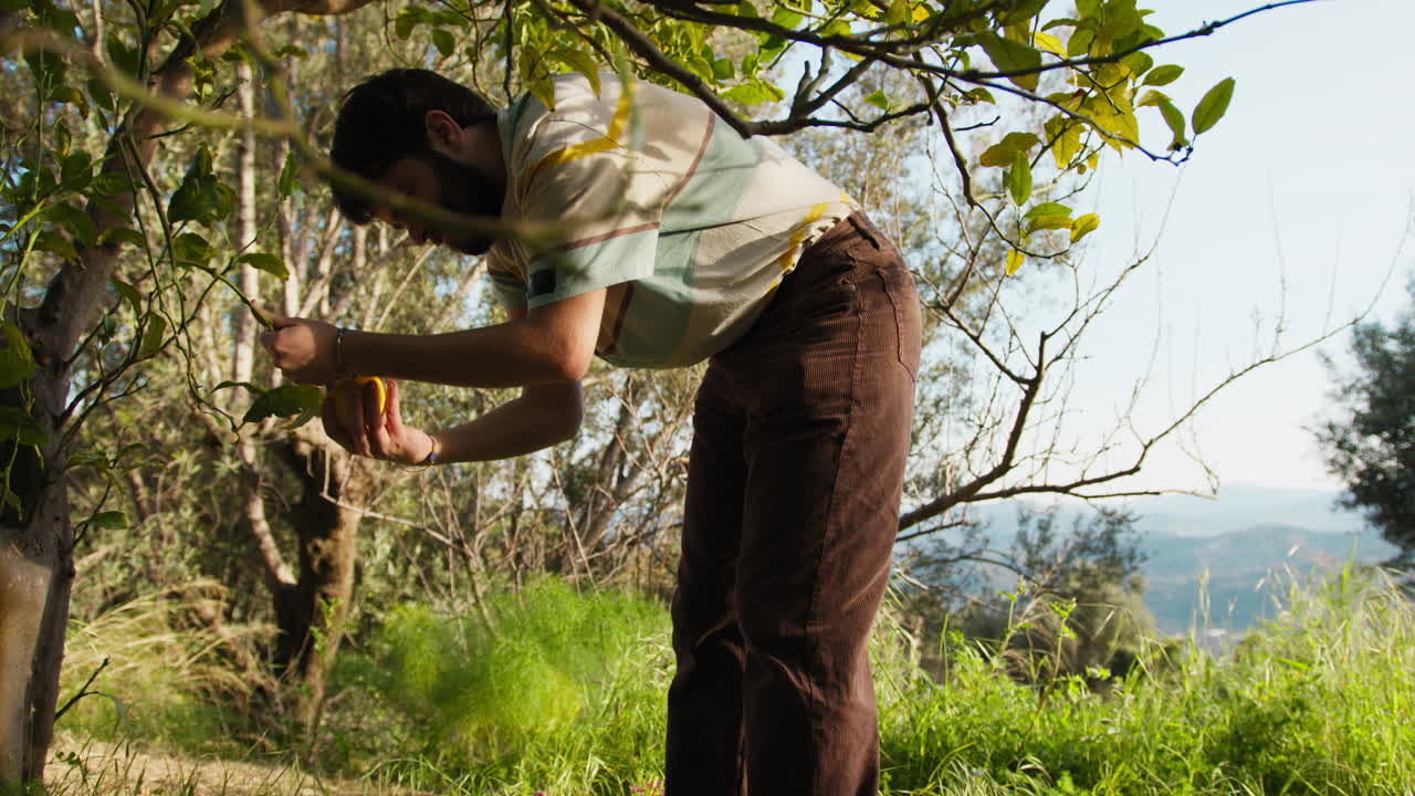 Man Detaches A Grapefruit From The Tree Branch