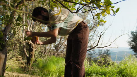 man detaches a grapefruit from the tree branch