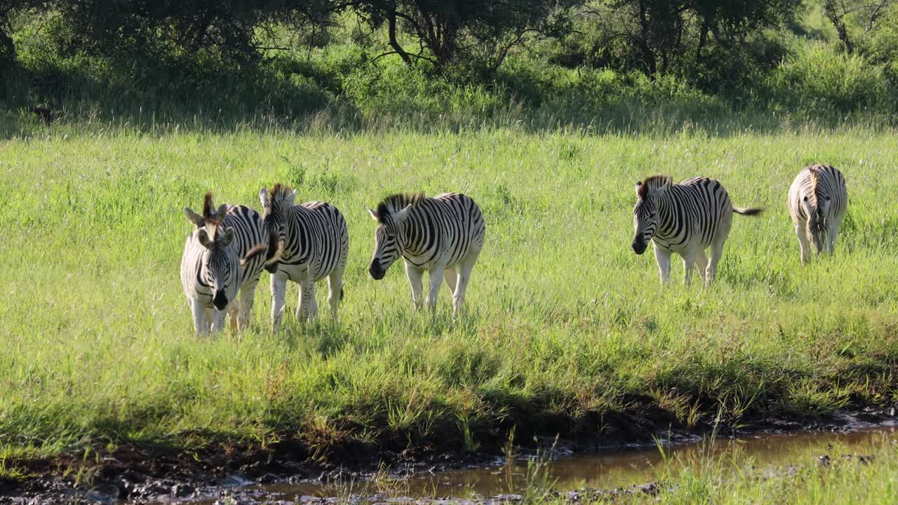 자연 서식지에서 산책하는 평야 제브라, 모칼라 국립 공원, 남아프리카 공화국