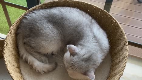 Persian Silver Chinchilla Is relaxing On her Bed with zoom in