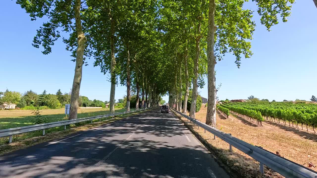 una carretera bordeada de árboles a través de un viñedo en burdeos, francia