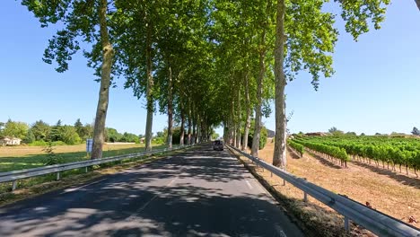 tree-lined road through vineyard in bordeaux, france