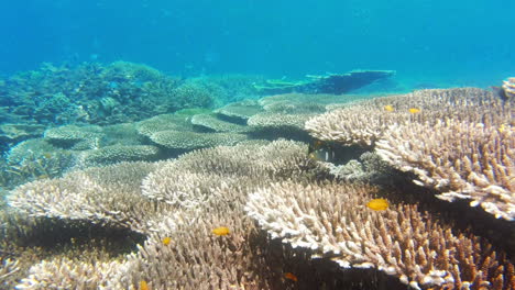 coral reef underwater scene