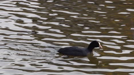 eurasian coot swimming at rippling water of pond in seoul, south korea