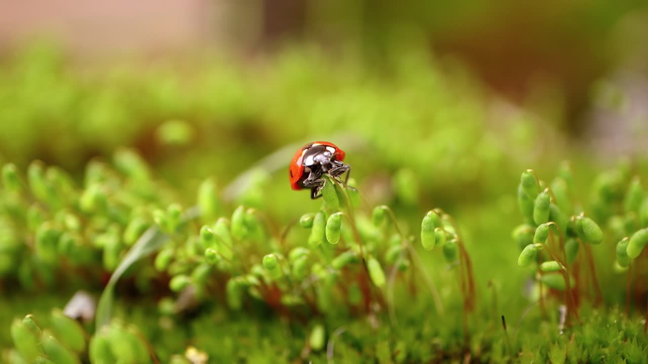 Close-up wildlife of a ladybug in the green grass in the forest
