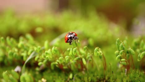 close-up de la vida silvestre de una mariquita en la hierba verde en el bosque