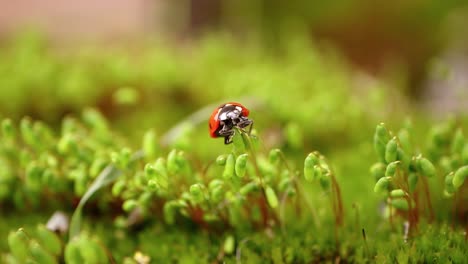 close-up wildlife of a ladybug in the green grass in the forest