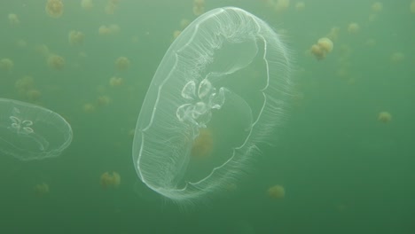 freediving in jelly fish lake_01